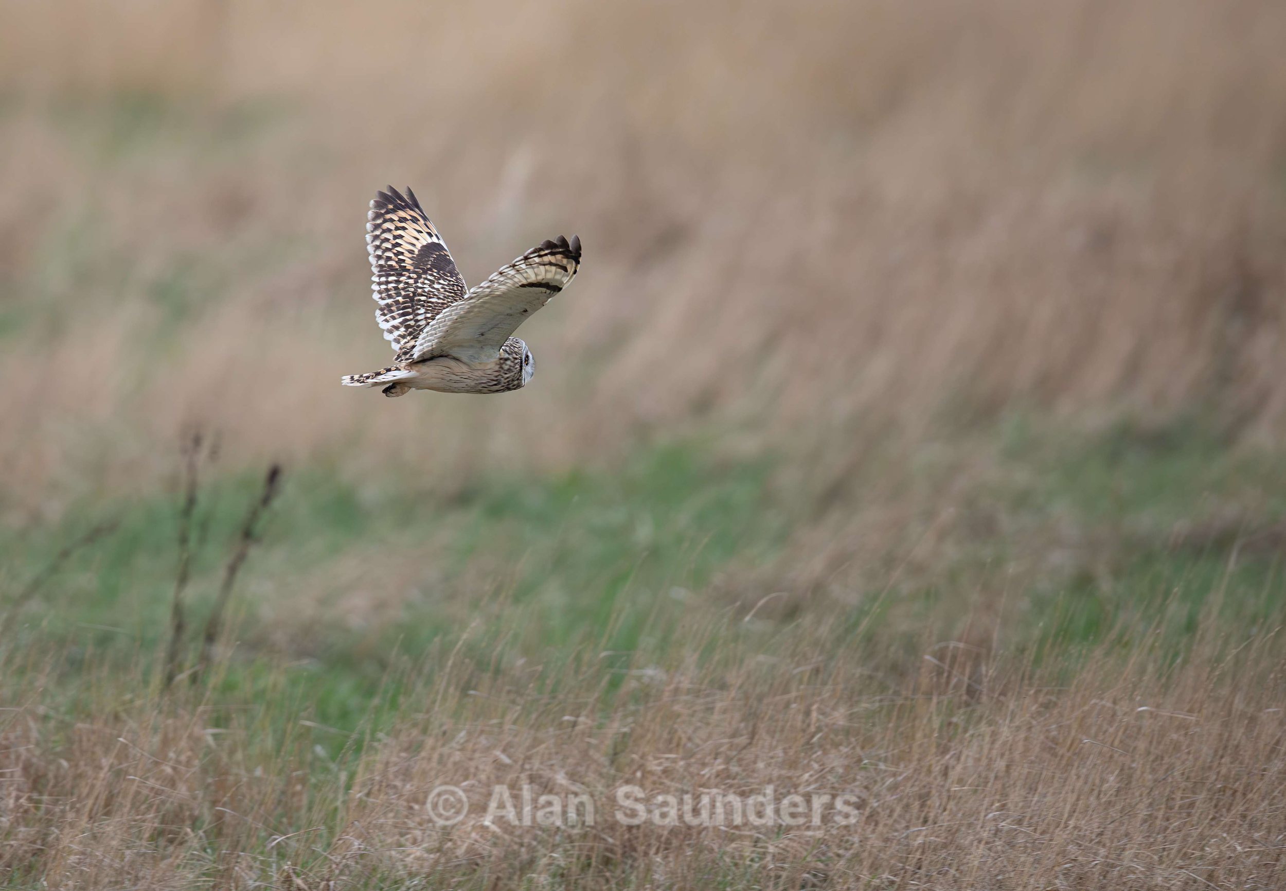 Short Eared Owl