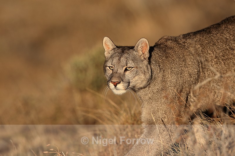 Puma Escacha (female) passes close by, Torres del Paine, Chile - Puma