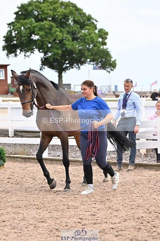 250716-151858-01866 - Trot Up 2.30 to 3.30