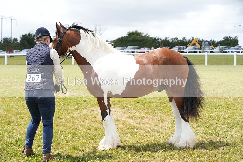 DSC06751 - Class 58: Coloured Pony Youngstock