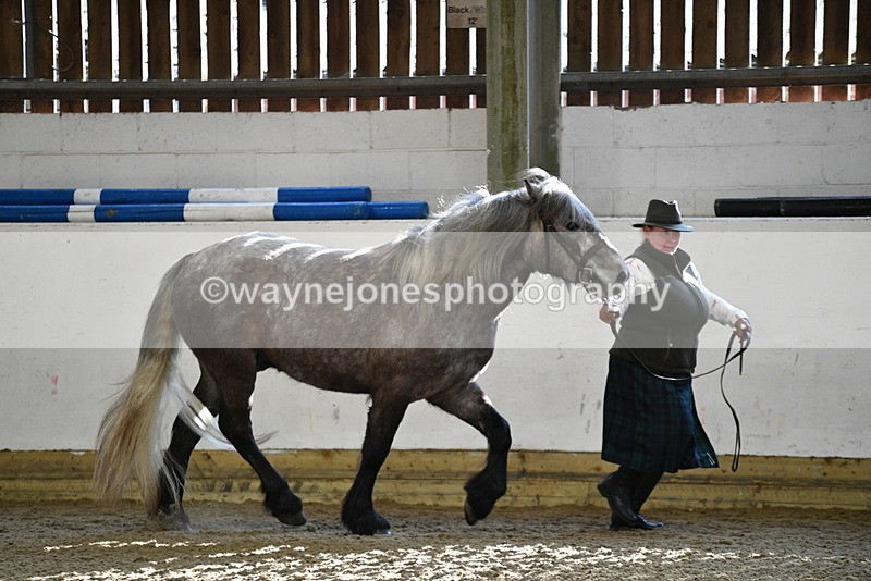 WJ5_3466 - Class 1 Youngstock