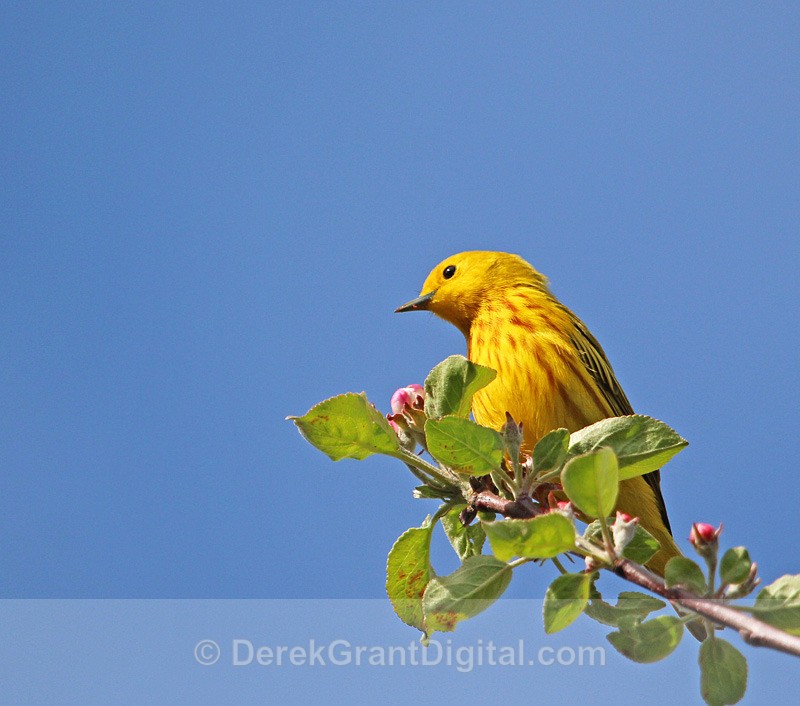 Yellow Warbler (male) - 2 - Birds of Atlantic Canada