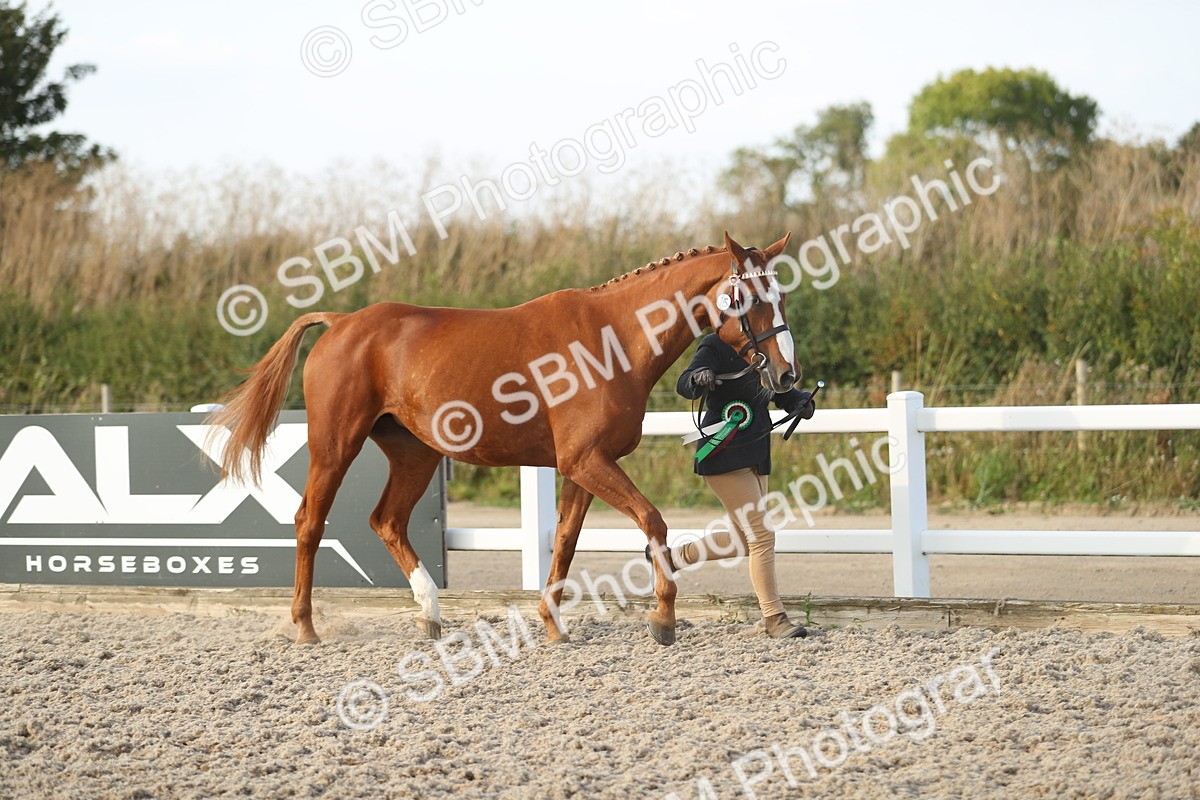 SBM_08725 - Class 28 - IH Veteran Horse