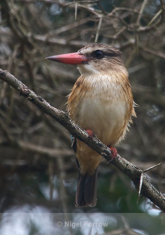 Brown-hooded Kingfisher perched on a thorny branch - Brown-hooded Kingfisher
