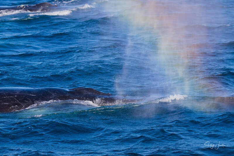Humpback Rainbow Blows 2 0A3A6217 - Humpback Whales
