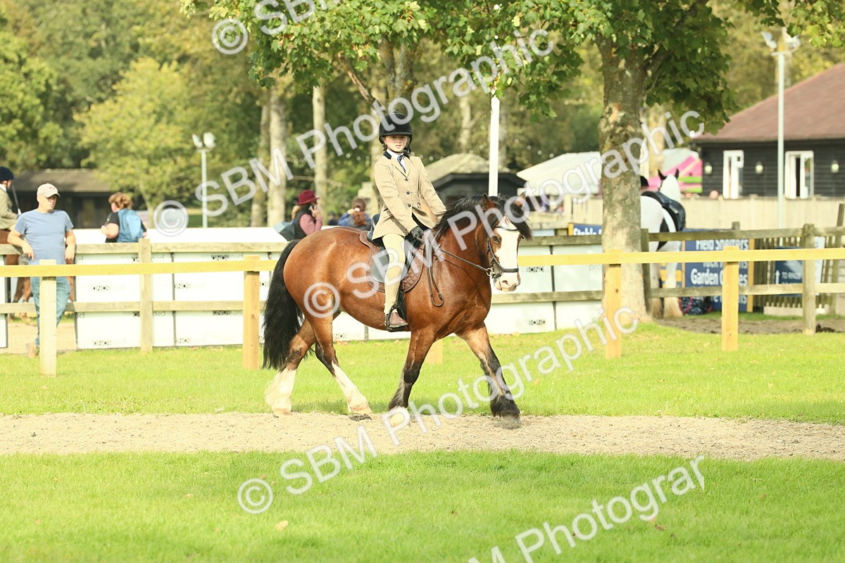 SBM_69046 - S58 - Mini Show Cob Ridden