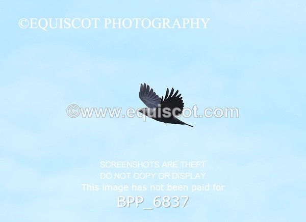 BPP_6837 - RING 1  (RIDDEN HORSES / IN HAND / VETERAN ETC)