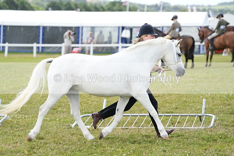 DSC05960 - NPS M&M In Hand Championship