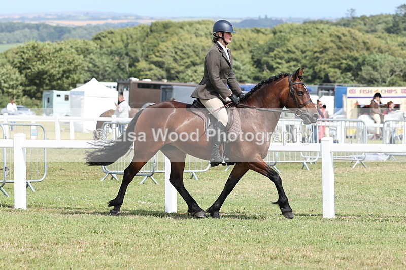 JPP_2269 - Class 19: Working Hunter 60cm