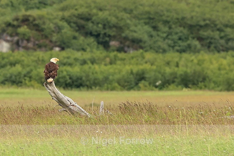 Bald Eagle on tree stump, Silver Salmon Creek, Alaska - Bald Eagle