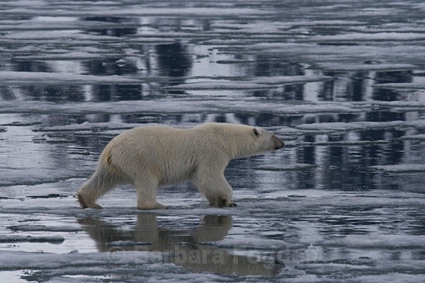 Polarbear 8648 - Wildlife