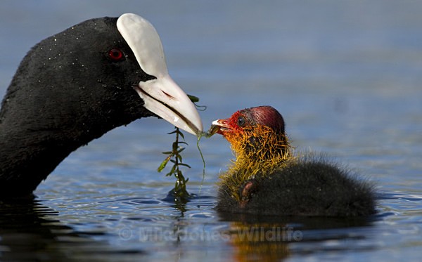 COOTS - COOT CHICKS, Images of newly born coots