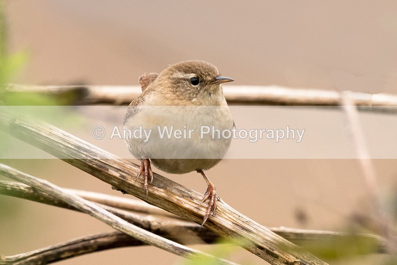 20161130-8E0A3213-4529 - Dunnock & Wren