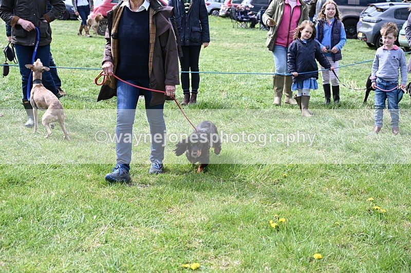 WJ6_8980 - Class 8 Best Working / Gun Dog or Bitch