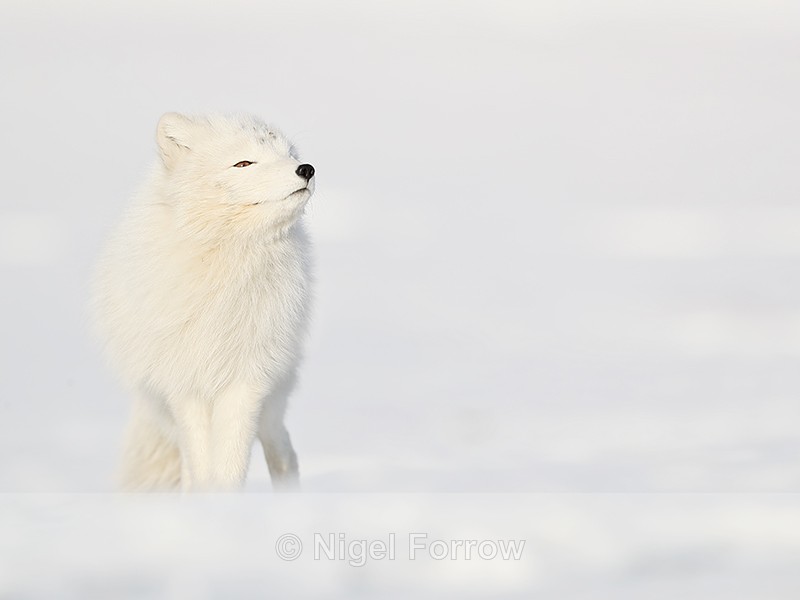 Arctic Fox sniffing, Svalbard, Norway - Arctic Fox