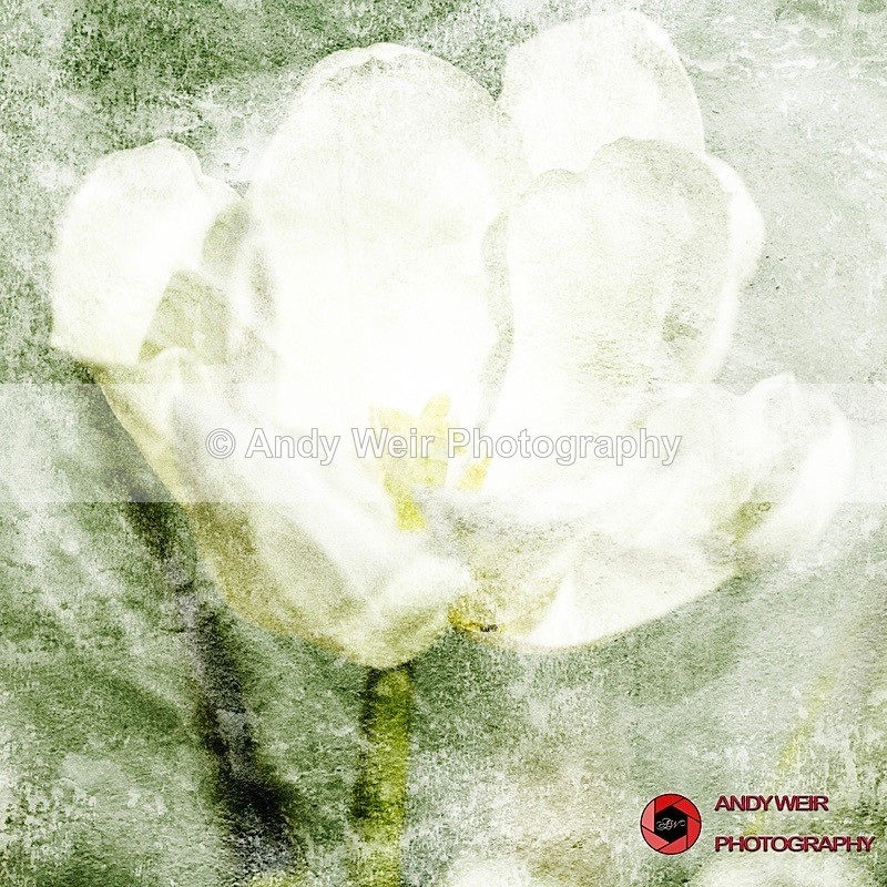 120519-untitled-Tulip-11 - Plants & Flowers