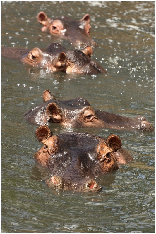 Hippopotamus Amphibius - Kenyan Safari 2013