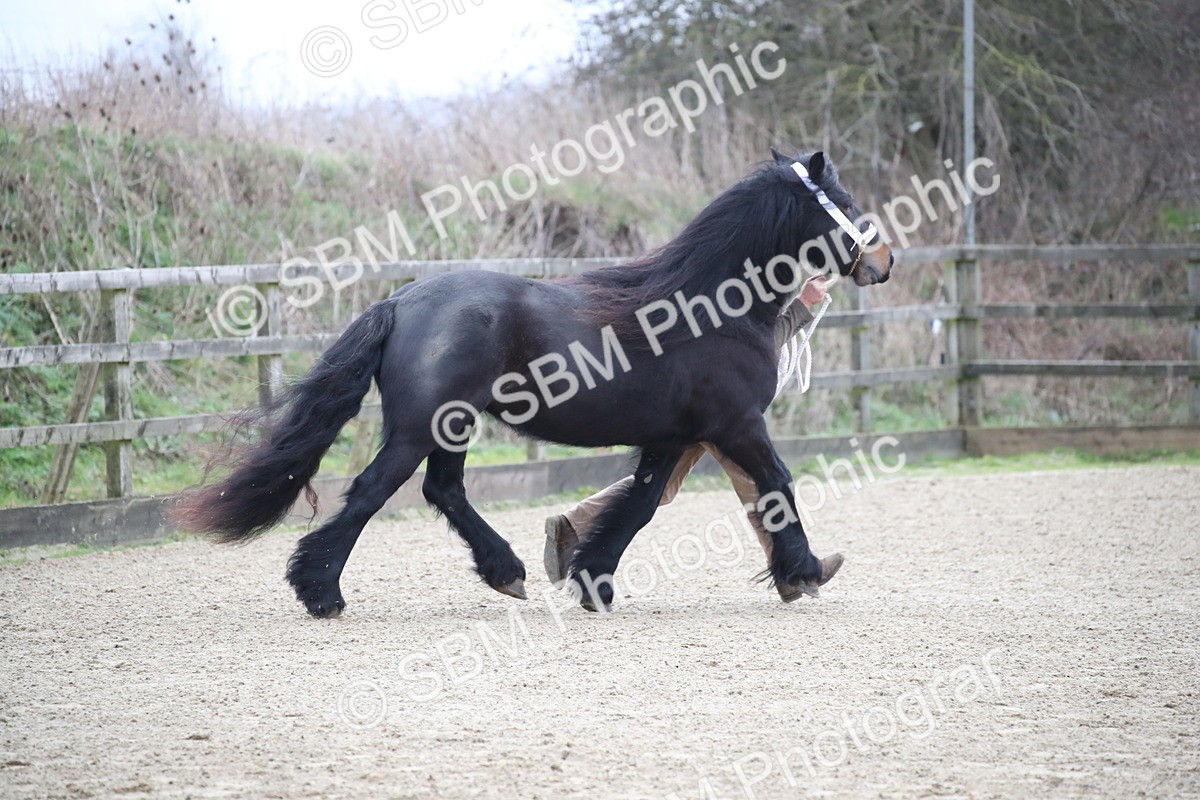 SBM_004047 - Class 1-4 - Young Stock classes Inc. In Hand Championship
