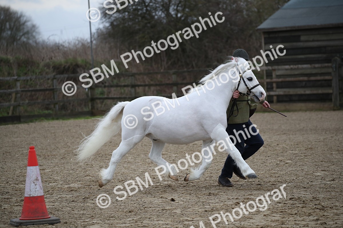 SBM_004080 - Class 1-4 - Young Stock classes Inc. In Hand Championship