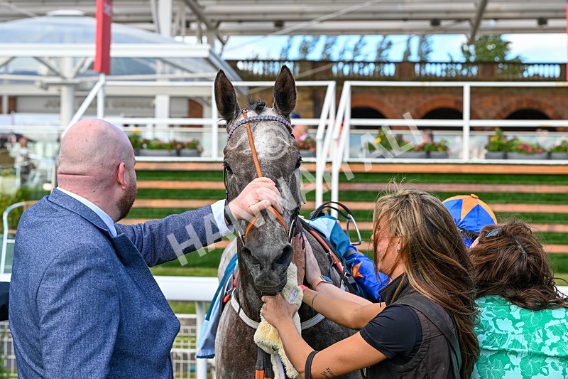 120626-Race 7-Say What You See-8584 - Race 7 17.18pm Event Traffic Control Handicap