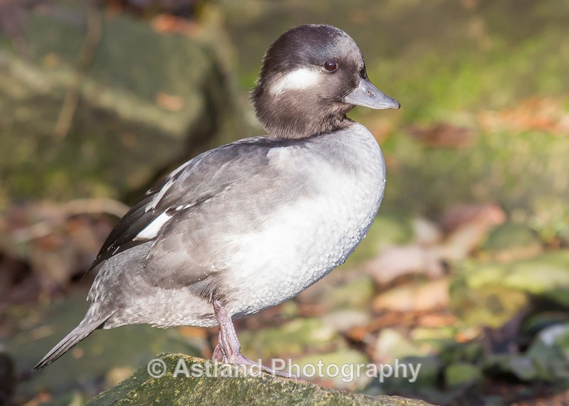 Astland Photography, Bird and Wildlife Images, Susan and Peter Wilson, U.K.