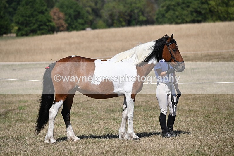 WJ6_8578 - Class 37b Best Loan Pony In-hand
