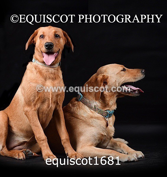 equiscot1681 - MOLLY & MACEY