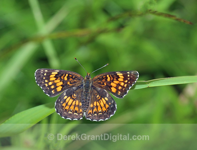 Harris' Checkerspot Chlosyne harrisii - Butterflies & Moths of Atlantic Canada