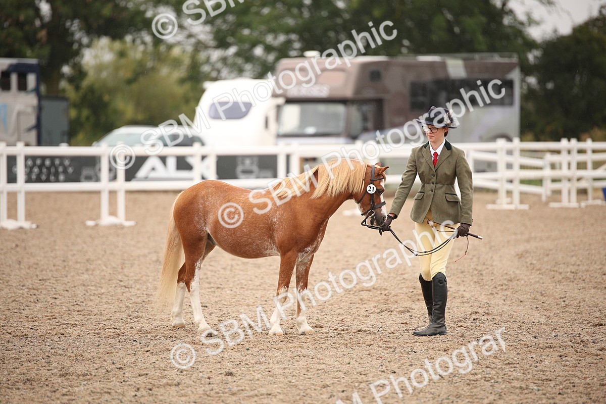 SBM_20182 - Class 703 - IH  Coloured