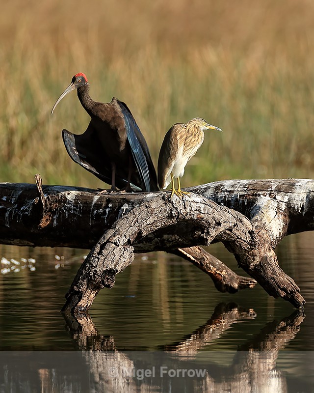Indian Pond Heron and Red-naped Ibis, Bandhavgarh Tiger Reserve, India - Indian Pond Heron