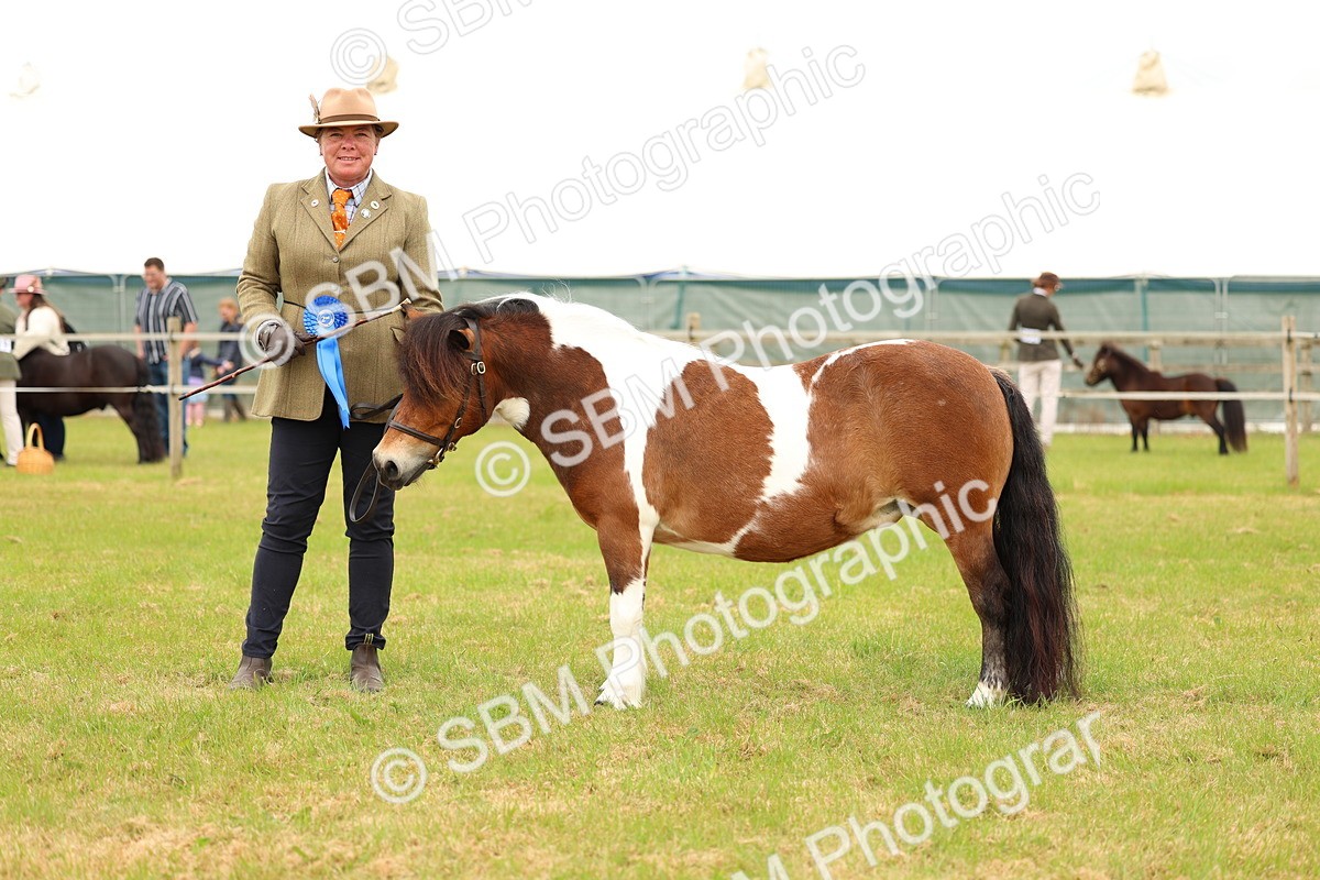 SBM_04394 - Class 64-67 - Shetland Pony In Hand