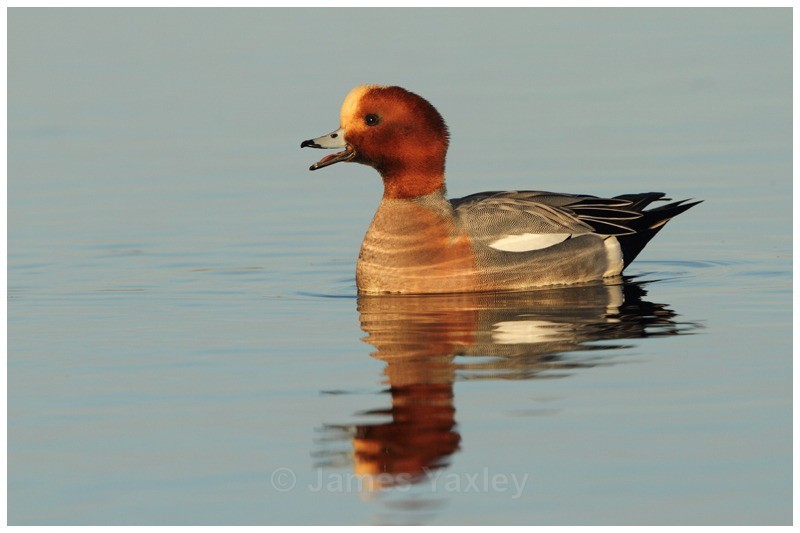 Common Pochard - River Scrape & Lake