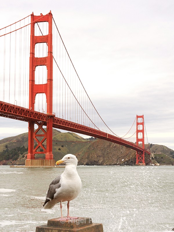 Western Gull (adult), San Francisco, USA - Western Gull