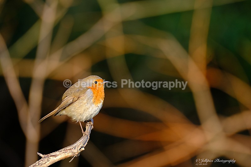  - Wildlife and Nature