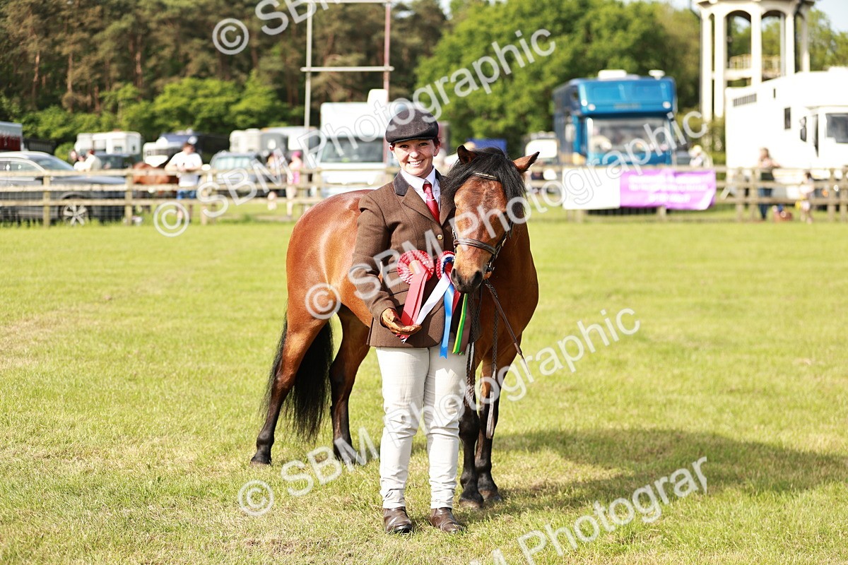 SBM_00594 - Class 14-23 - Mountain & Moorland In Hand Non Welsh