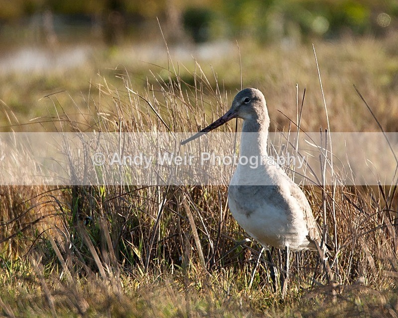 20081128-IMG_0952 - Black Tailed Godwit