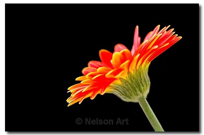 Gerbera Daisy - Nature