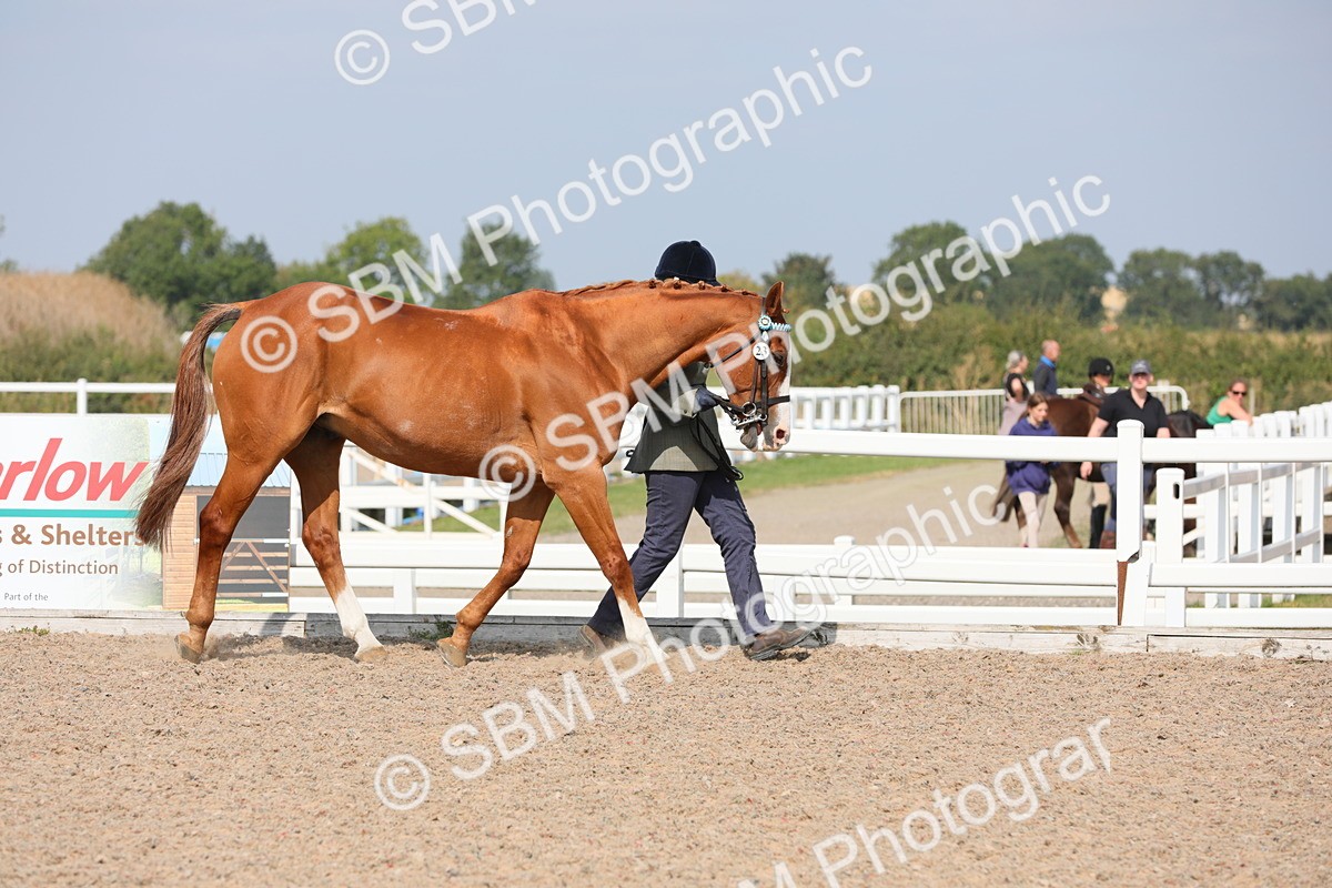 SBM_15694 - Class 312 IH Competition Horse/Pony