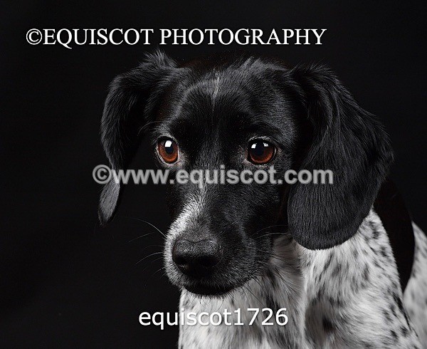 equiscot1726 - TAM