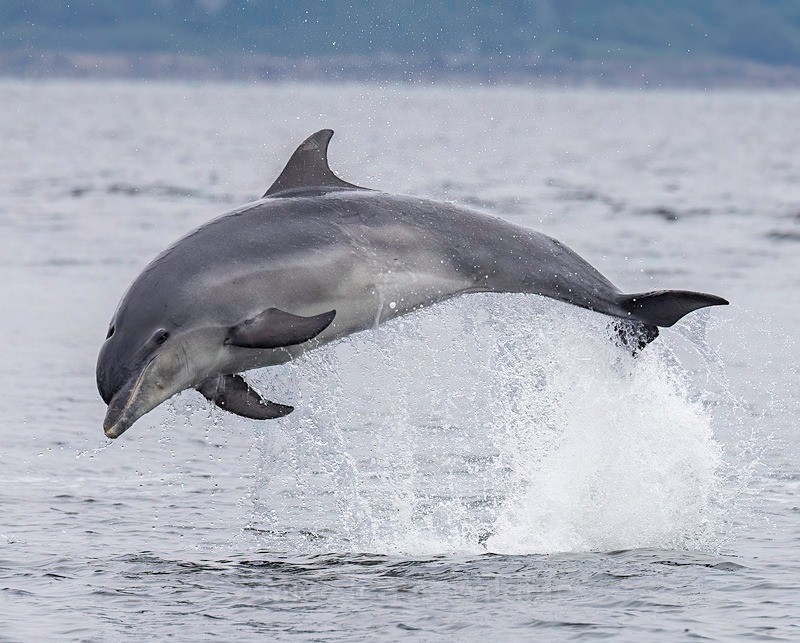 CHANORY DOLPHIN 2026 36 - Dolphins, Whales & Orcas. Scotland, Iceland, Azores & Madeira