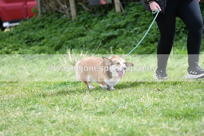 WJ5_9616 - Class 3 Most Handsome Dog