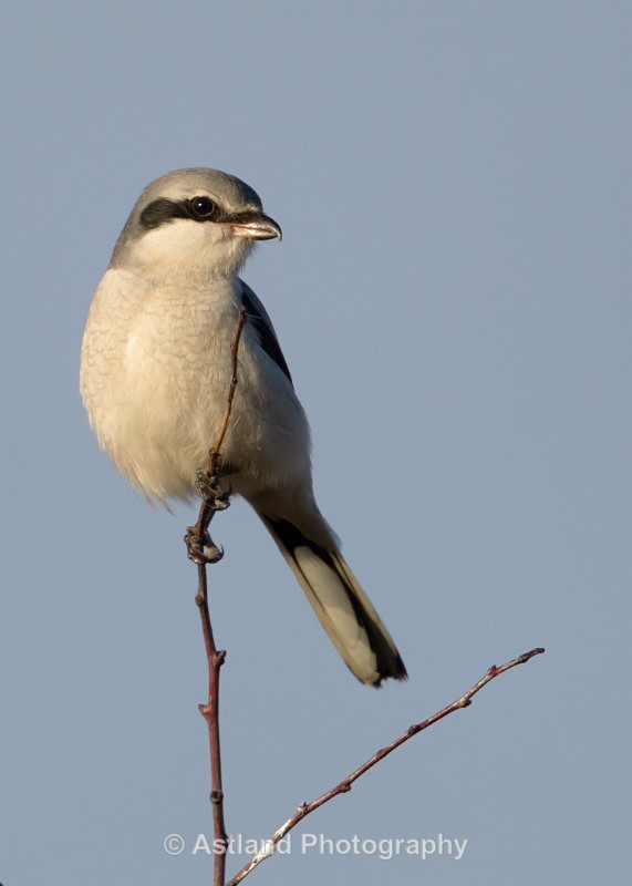 Astland Photography, Bird and Wildlife Images, Susan and Peter Wilson, U.K.