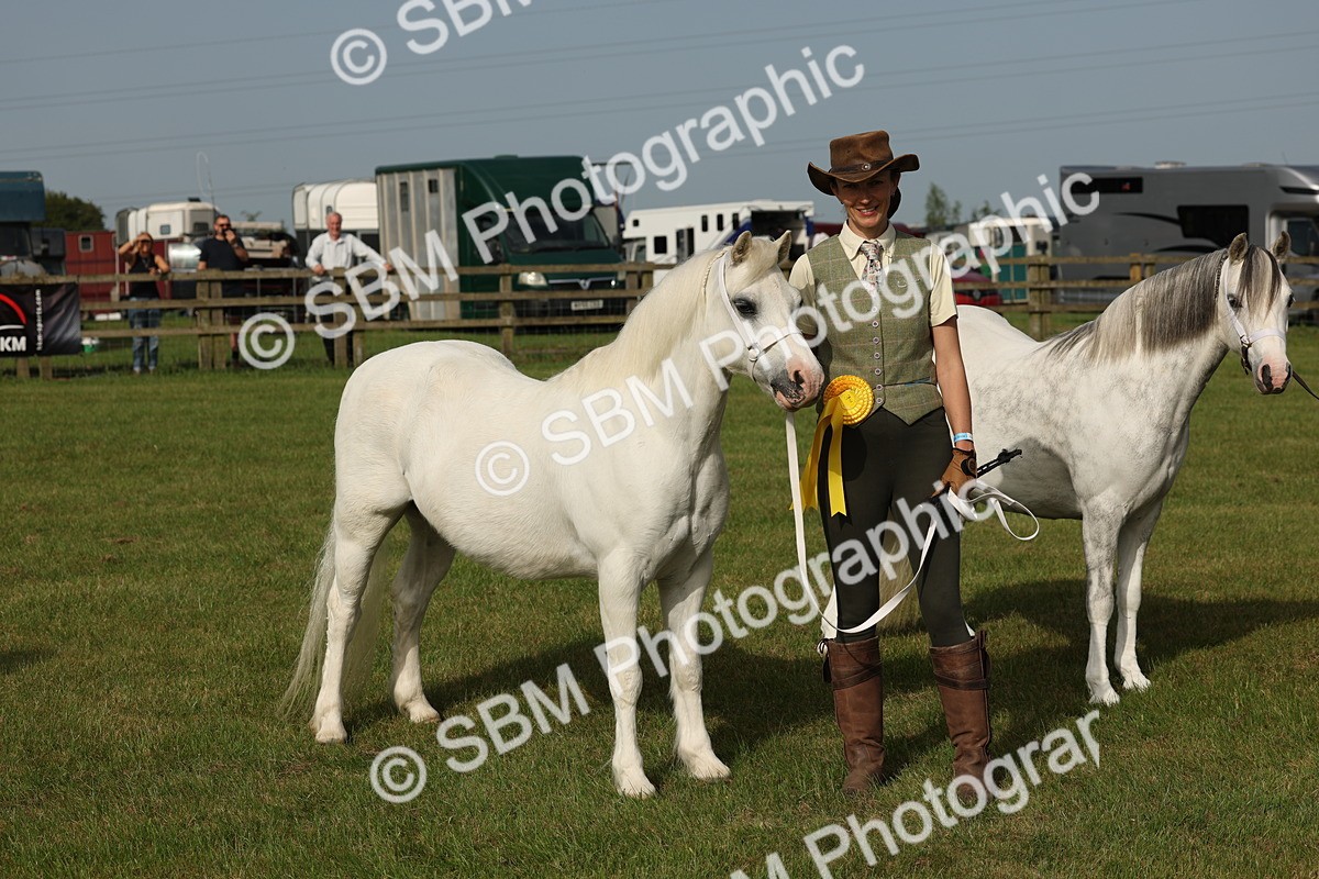 SBM_00589 - Class 6-13 - Mountatin and Moorland In Hand Welsh Breeds