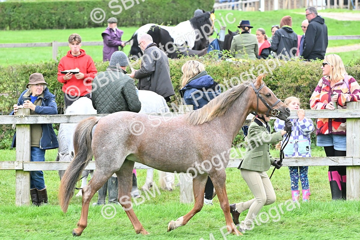 SBM_60982 - S48 - Mountain & Moorland In Hand Small Breeds