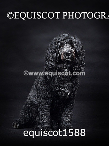 equiscot1588 - POPPY & EDDI