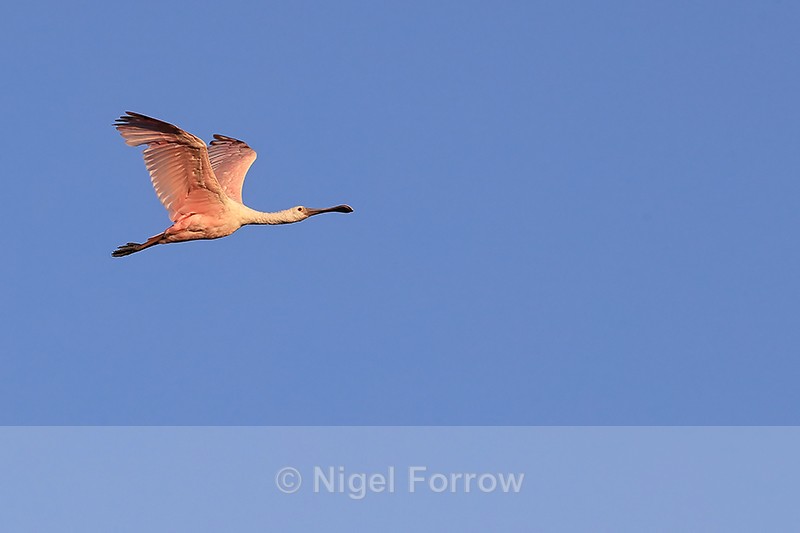 Roseate Spoonbill (juvenile) flying wings up, Gatorland, Florida - Roseate Spoonbill