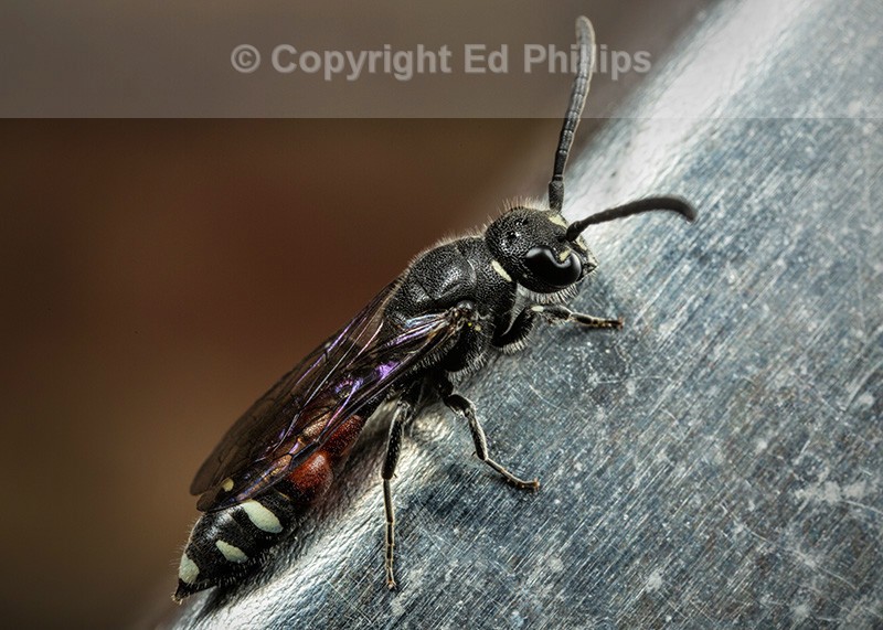 Sapyga quinquepunctata (f)