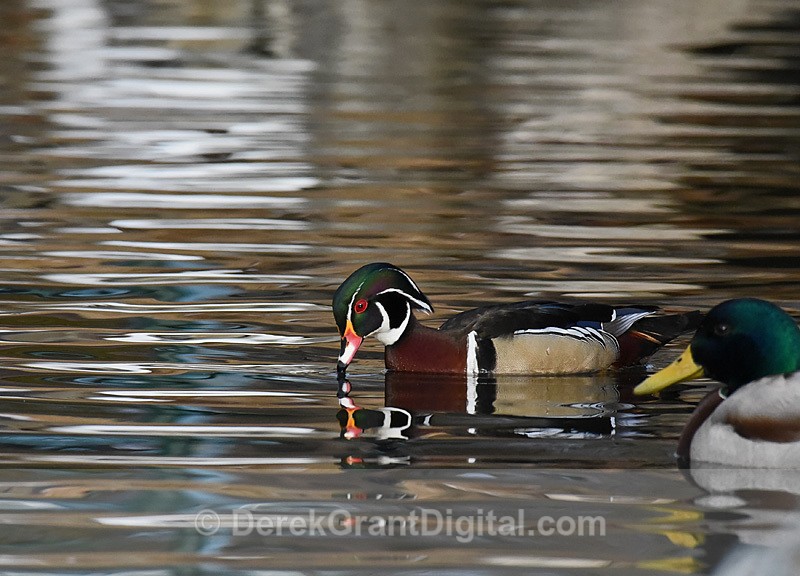 Wood Duck (male) aix sponsa - Birds of Atlantic Canada