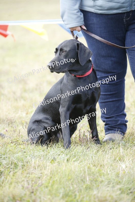 20250831-3620 - Dog Show