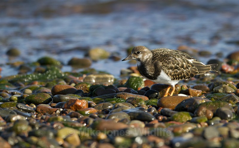 Turnstone, Chanonry Point, Moray Firth, Scotland - Turnstone, Chanonry point, Moray firth, Scotland